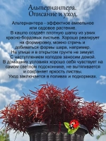 Альтернантера ампельная красная