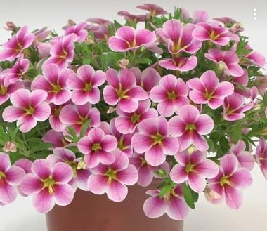 19259 Калибрахоа RAVE PINK BARBADOS