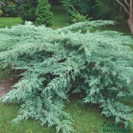 Можжевельник виргинский Хетц (Нetz) р9 август 2026 г.