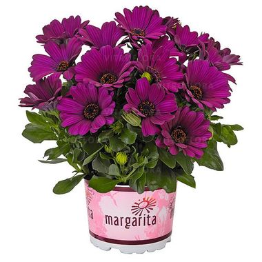 2789 Остеоспермум MARGARITA DARK PURPLE