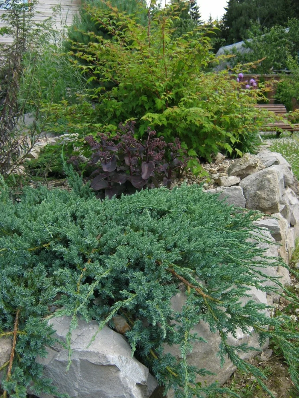 Можжевельник чешуйчатый Холгер Р9 Закупка М62 апрель-май 2026