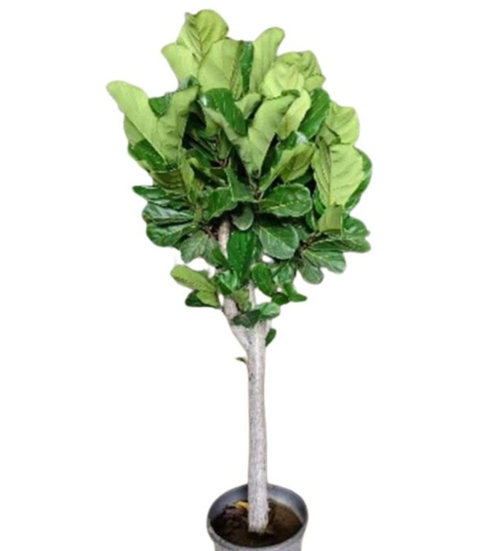 Фикус Лирата штамб