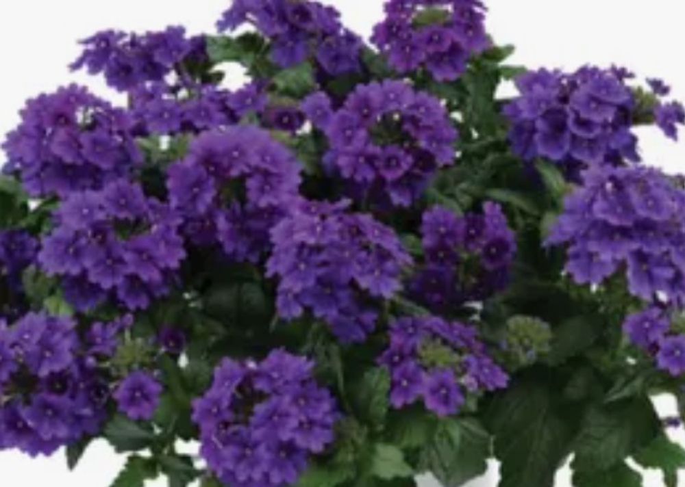ЕВРО Вербена Verbena Vanessa Purple укор черенок