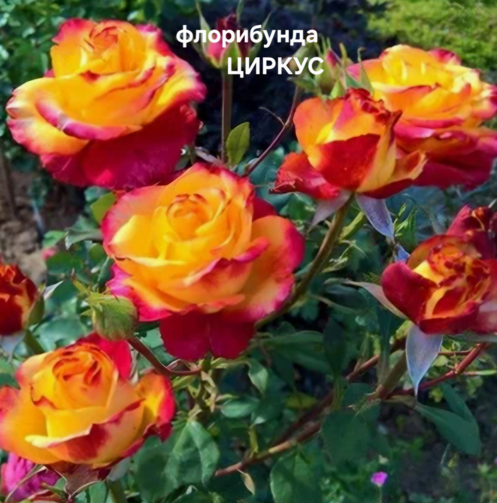 Саженцы роз флорибунда ЦИРКУС