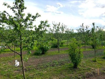 Борьба с вредителями и болезнями плодовых деревьев