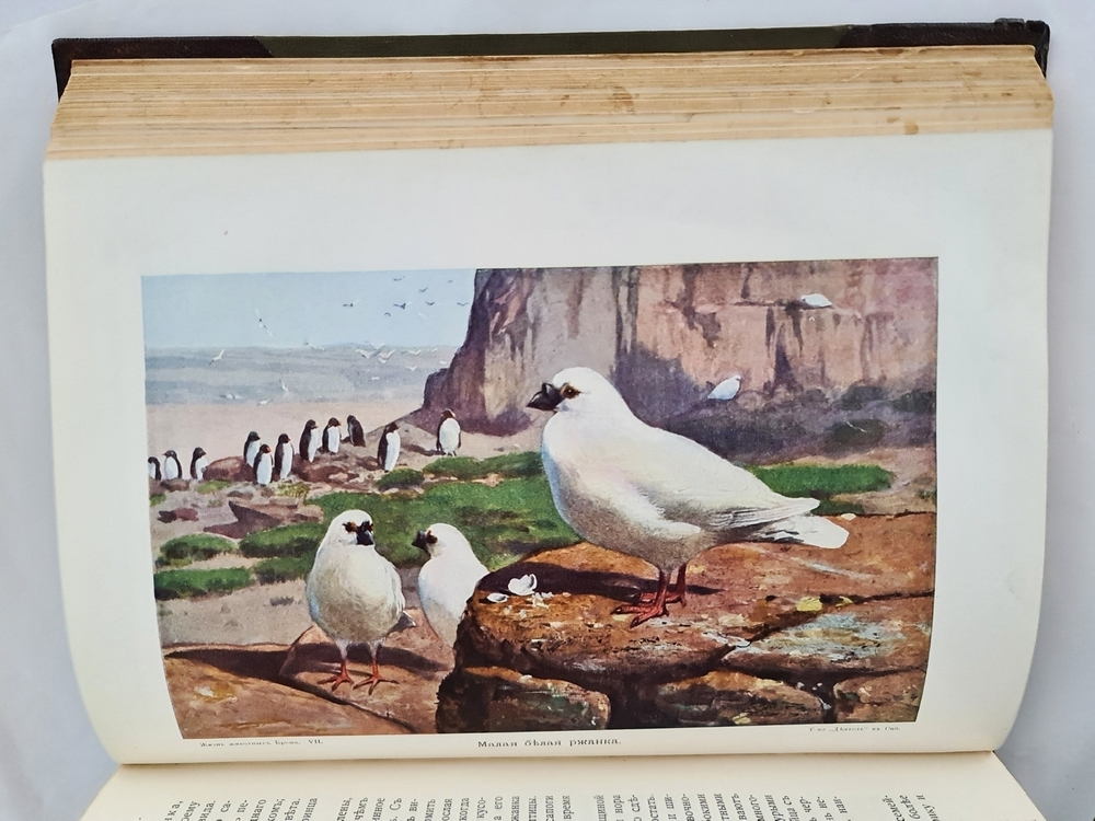 "Жизнь животных (в 7-ми томах)". А.Э. Брэм. 1914г.