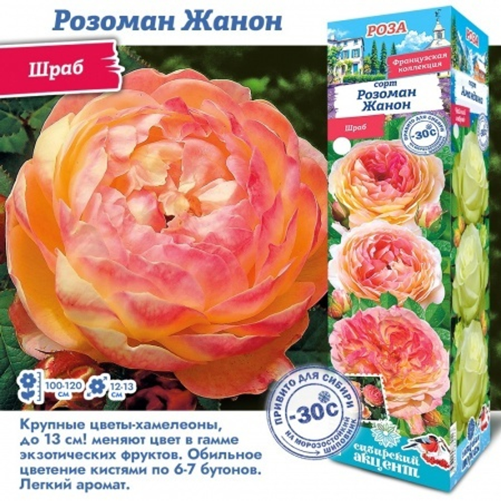 Роза Розоман Жанон (Шраб)
