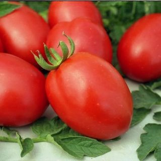 Томат Классик F1 50 (семян)