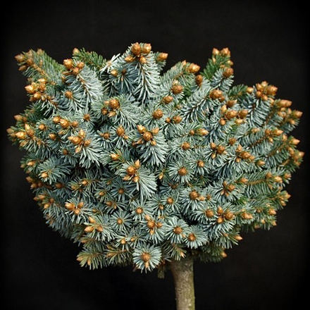 Ель ситхинская Зильберцверг С5 40-50 Ра 35-40