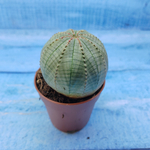 Euphorbia Obesa (Эуфорбия)