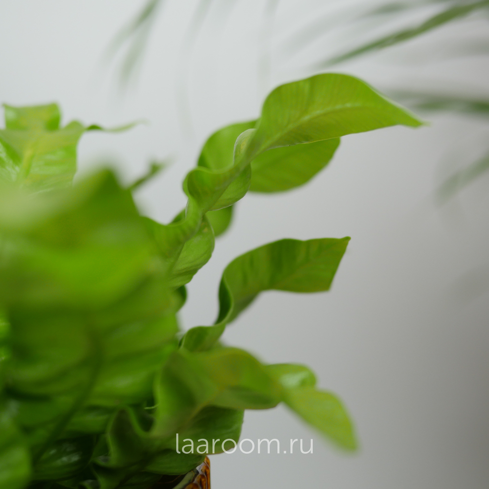 Асплениум Нидус Криспи Вейв 12/30