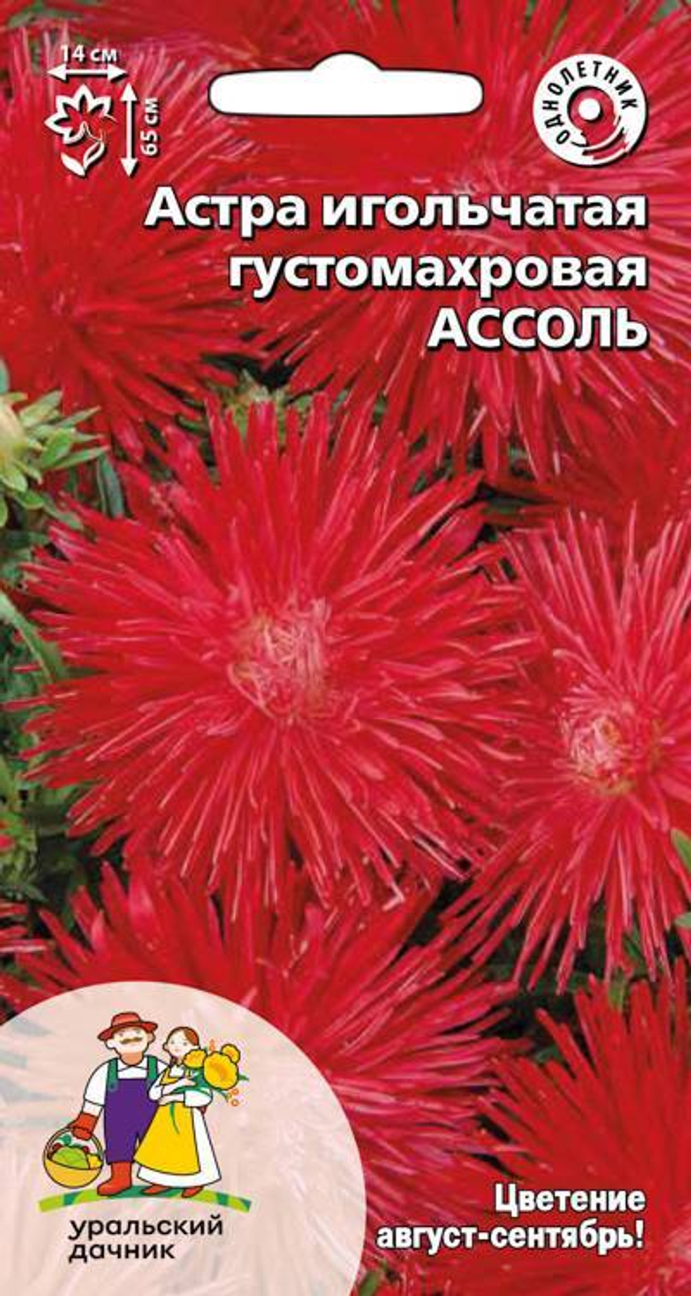 Астра игольчатая Ассоль