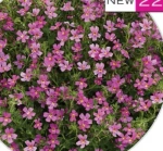 Джеймбриттения Stardom pink