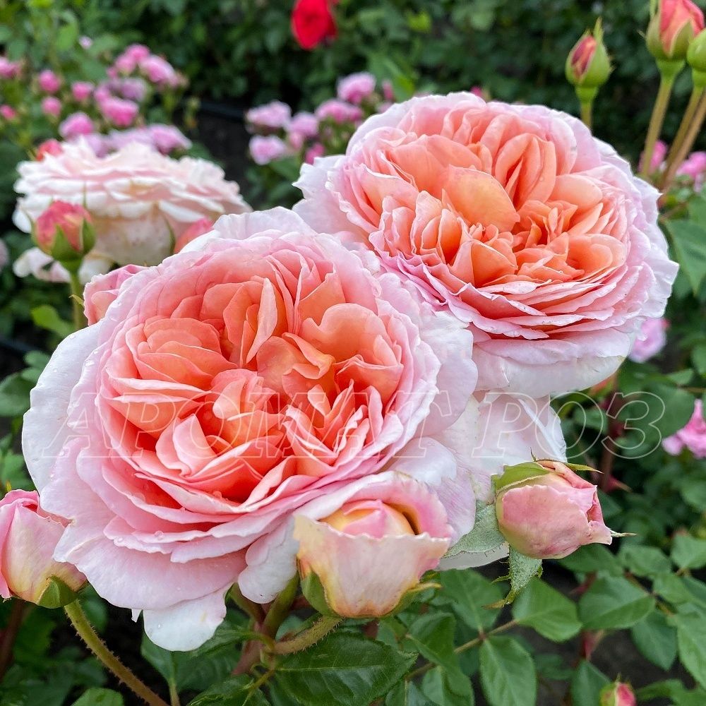 Абрахам Дерби (Abraham Darby)