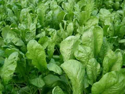 Дукат семена кресс-салата (Гавриш)