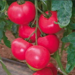 Розалин F1 семена томата индетерминантного (Sakata / Саката)