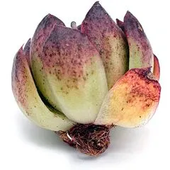 Эхеверия Одетт (черенок) фото корневой