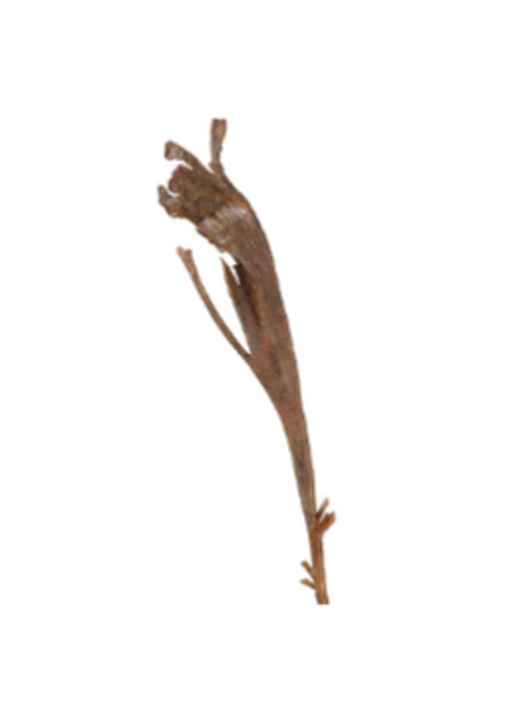 Ветка Салекса коричневая, в-55 см