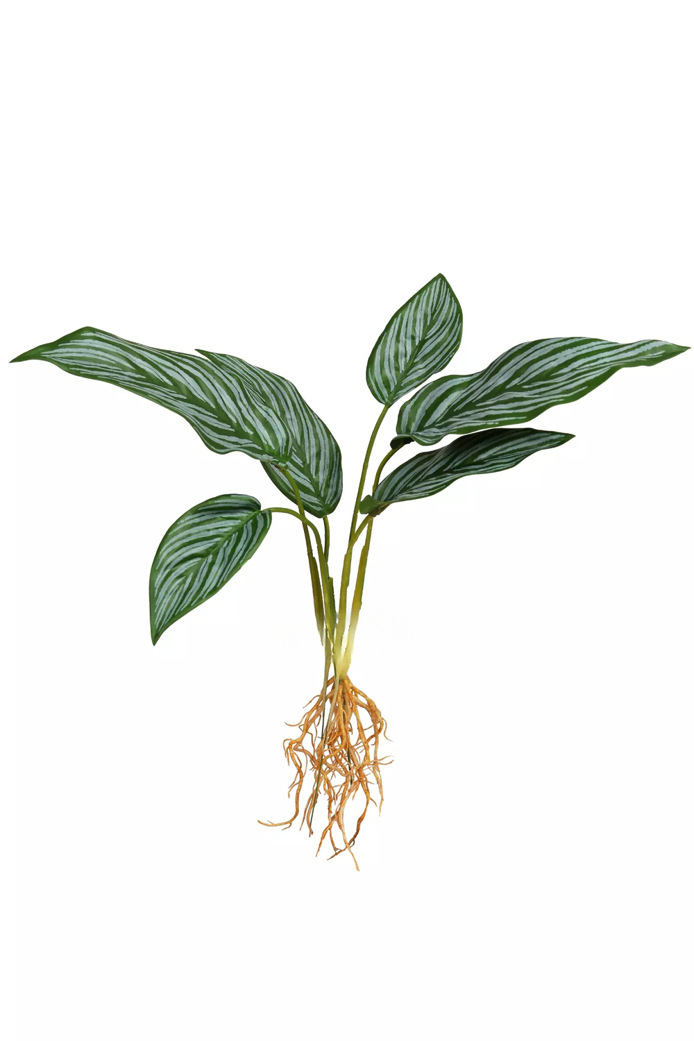 Калатея бахема куст из 6 листьев с корнями