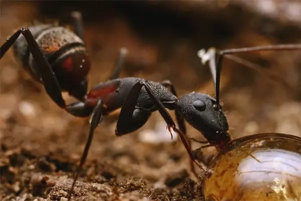 Муравьи Camponotus cruentatus (Крупные африканские муравьи)