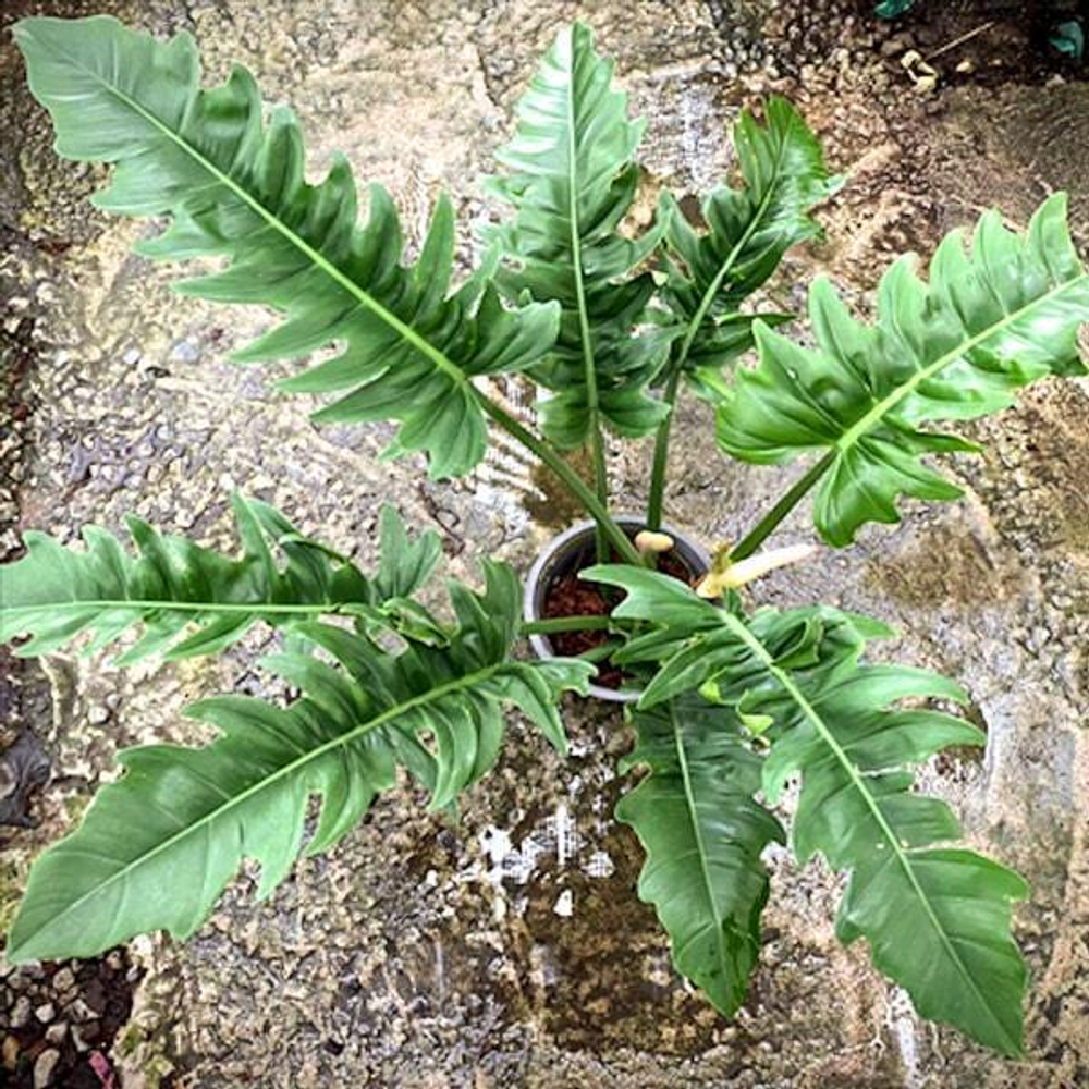 Филодендрон RING OF FIRE