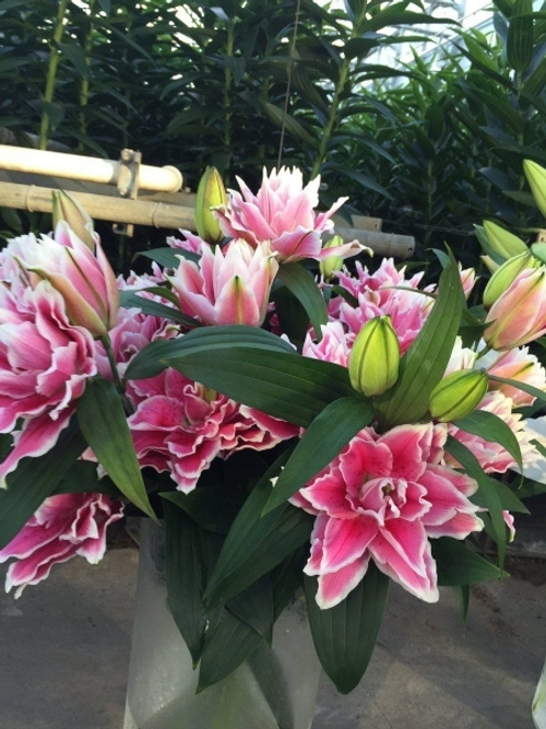 Лилия Roseliliy Lorena (Розовидный гибрид)