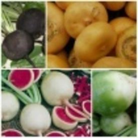 Столовые корнеплоды. Редька, репа, редис и дайкон.