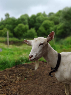 Козий карамельный соус Кахета