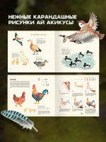 Рисуем милых птиц