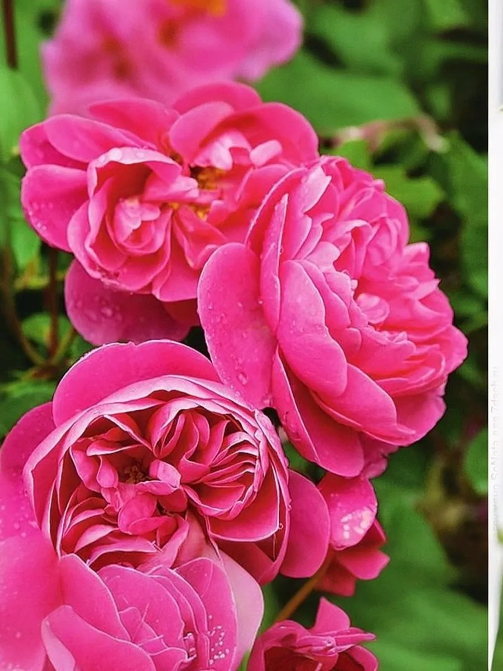 Роза плетистая Аллегро