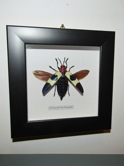 Жук Златка Chrysochroa в рамке