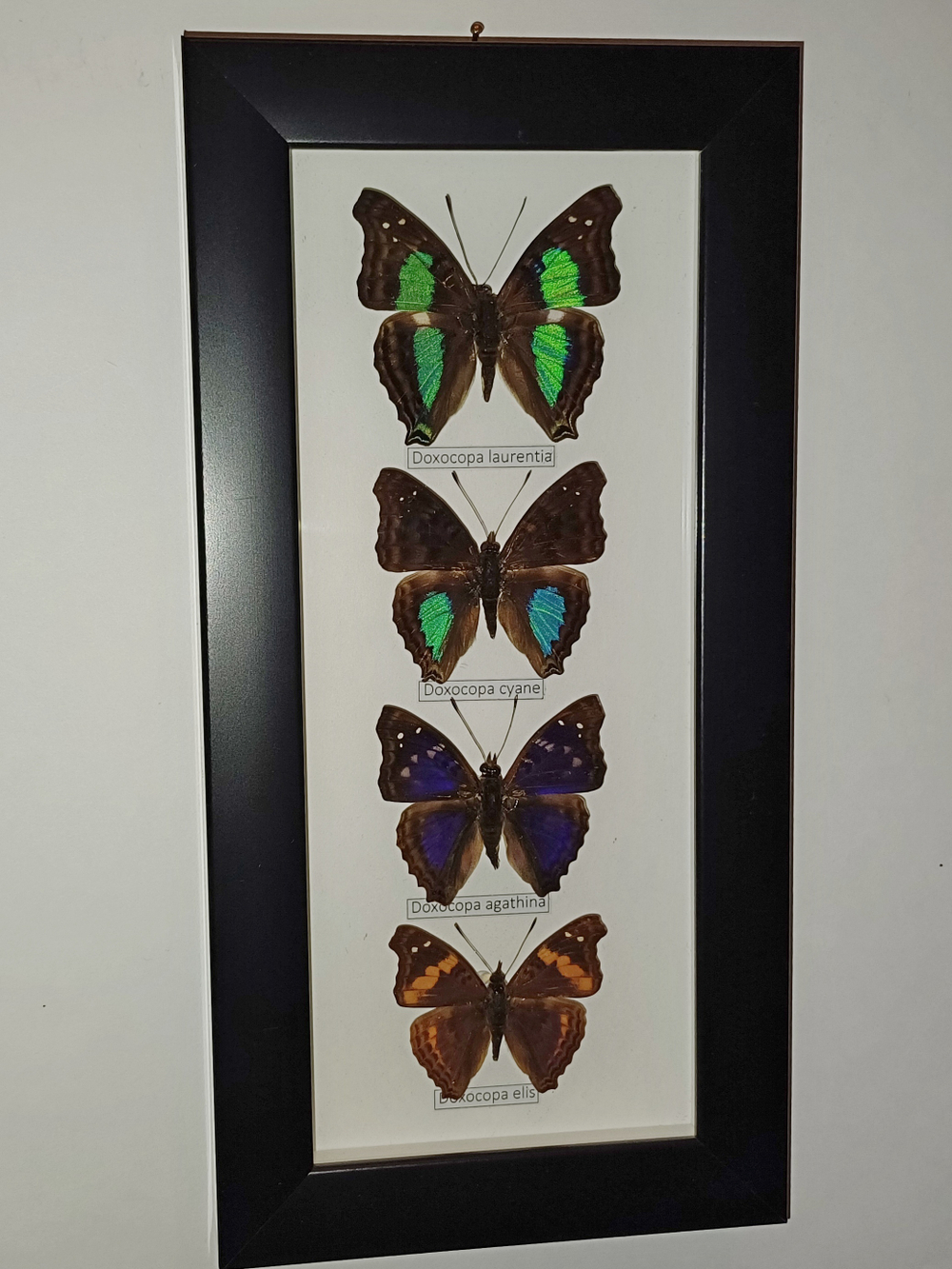 Бабочки Doxocopa в рамке