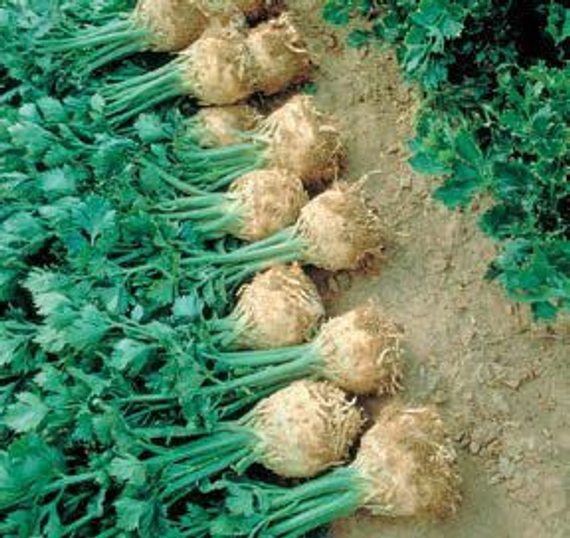 Принц семена сельдерея (Nunhems / ALEXAGRO) культура – фото 3