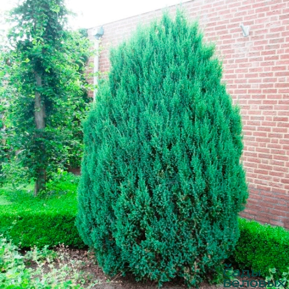 Можжевельник китайский Стрикта (Juniperus chinensis Stricta) р9 август 2026 г