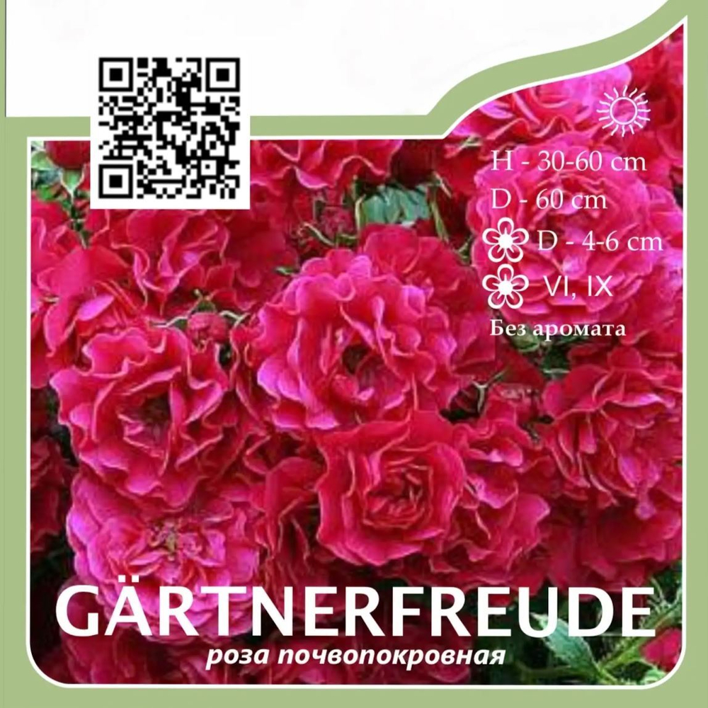 Роза почвопокровная "Gärtnerfreude"