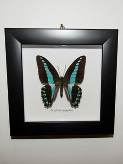 Бабочки рода Graphium в рамке
