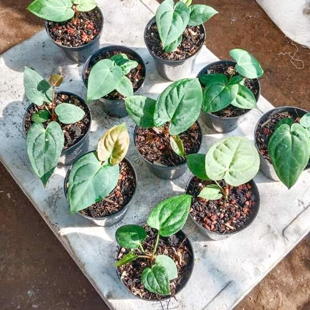 Антуриум DARK PHOENIX from seed