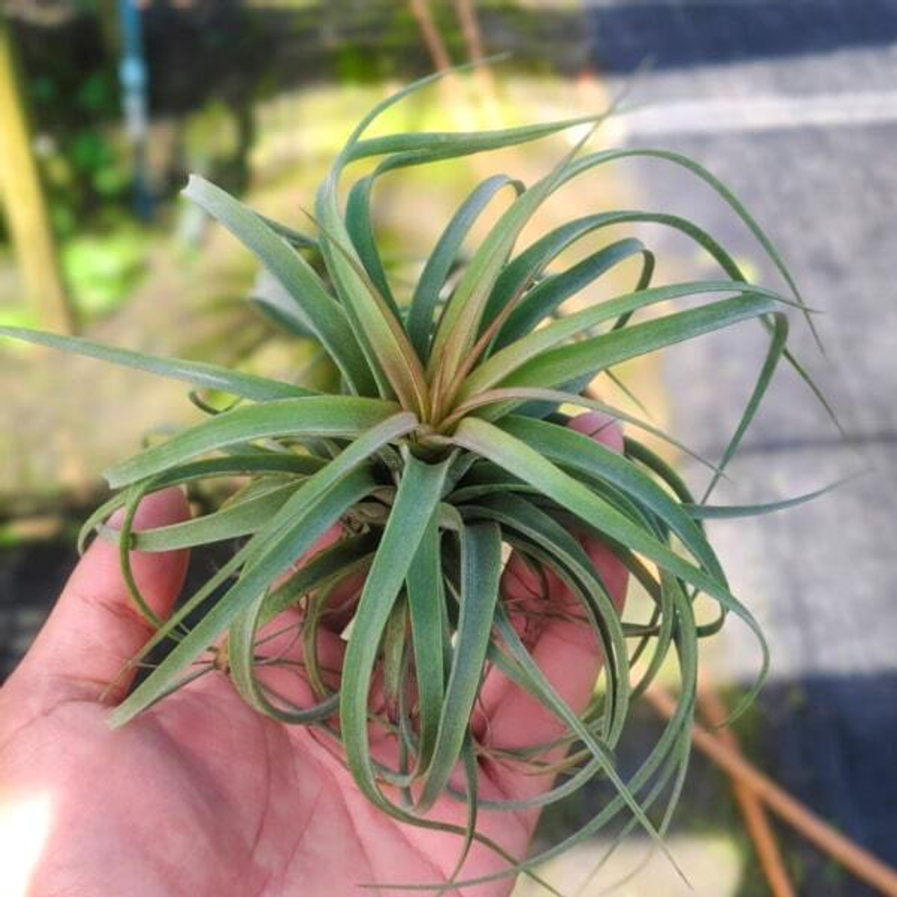 Тилландсия Redy (concolor x streptophylla) S (T6)