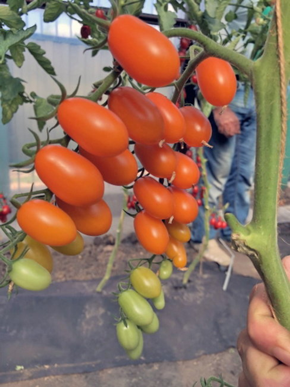 Томат Черри Лиза F1