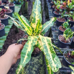 Кротон SATTA BORIPHAN