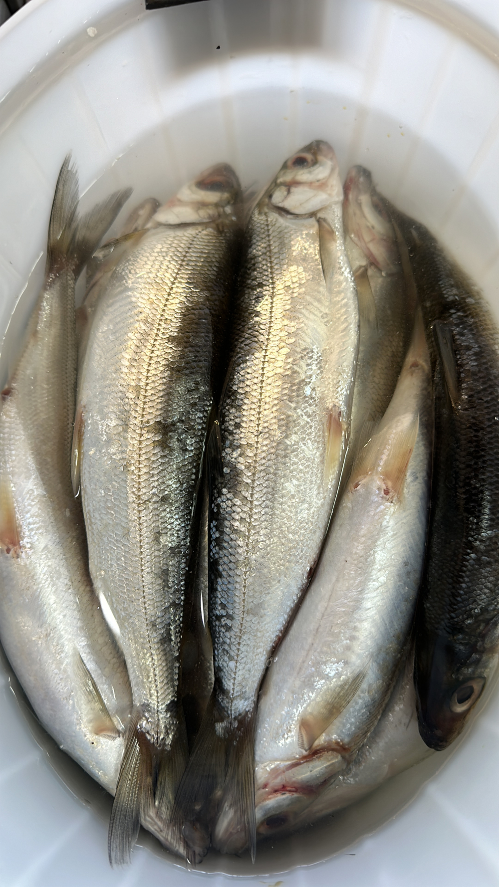 Омуль малосоленый