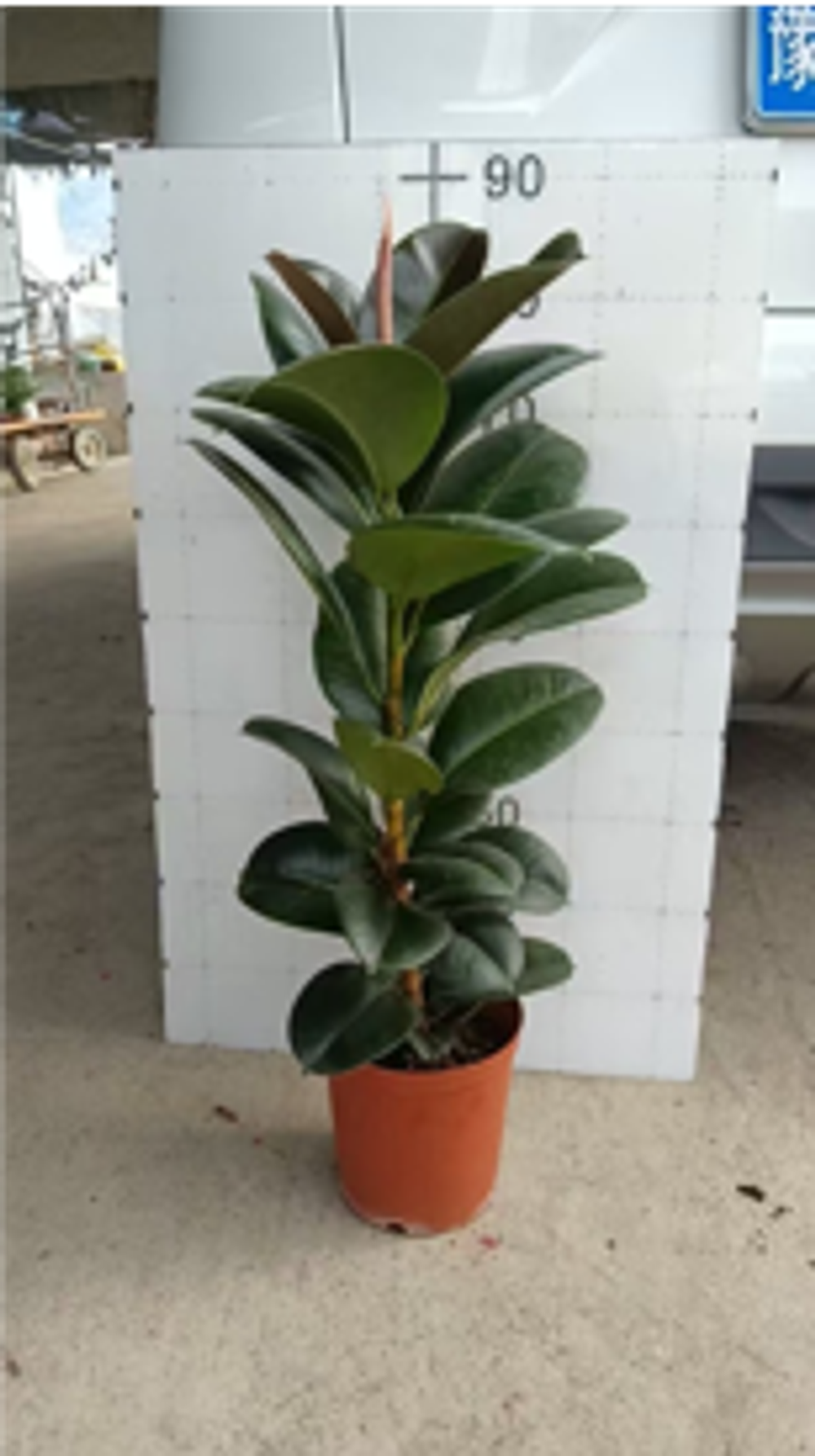 Фикус elastica Robusta д.21
