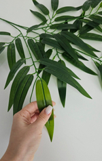 Бамбук крупный лист / Арт 1030