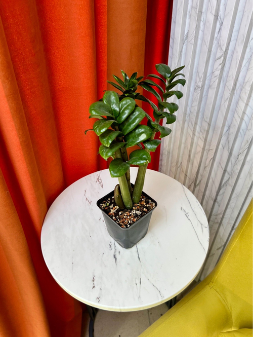 Замиокулькас Зензи, D9см Н25см, 1шт, Urban Jungle (7583)