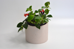 Эсхинатус Мона Лиза / Aeschynanthus Mona Liza