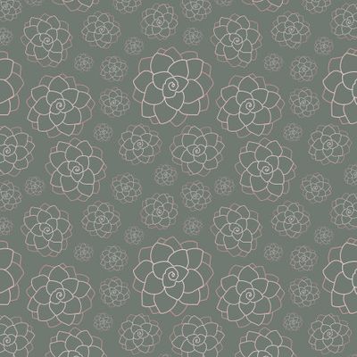 Эхеверия на темно-зеленом фоне