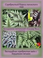 Кочедыжник Сильвер Фолс папоротник
