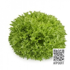 Экстемп семена салата листового (Rijk Zwaan / Райк Цваан)