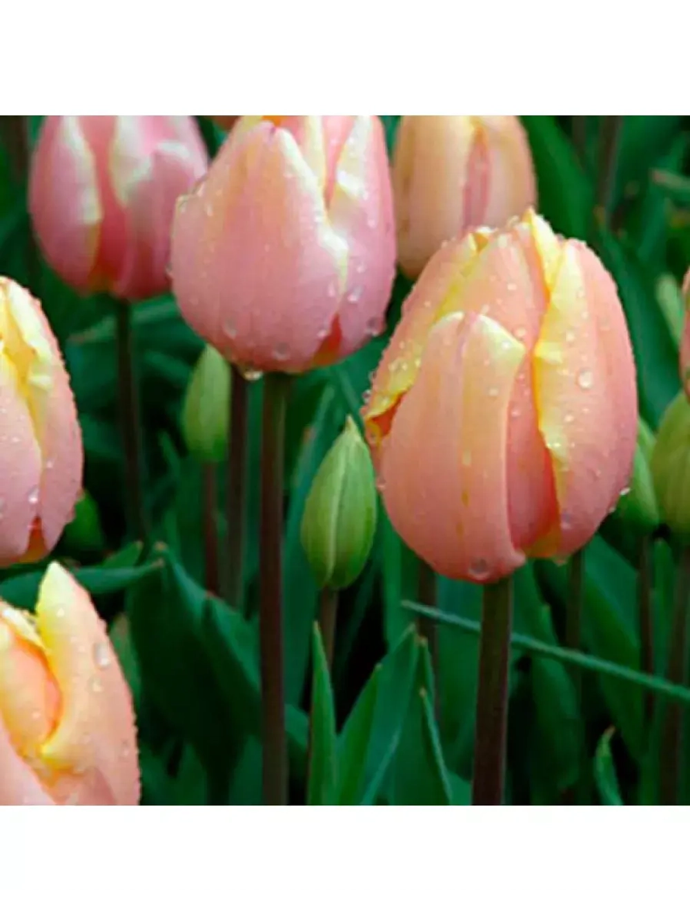 Тюльпаны пионовидные ,луковицы сорт MANGO CHARM (4 штуки)