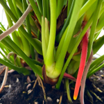 Антуриум Андре VIOLET LOVE